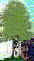 wpe2A.jpg (1239 bytes)